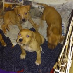 Redboy pups for sale