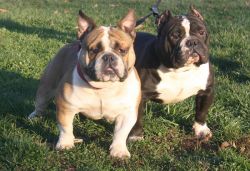 Exotic Bully For Sale ( Toxic Son )