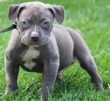 American Bully for sale at xxx-xxx-93O7
