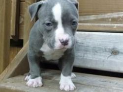 American Pit Bull Terrier for sale at xxx-xxx-93O7