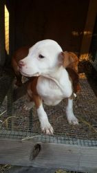 American Pitbull Terrier Puppies for sale