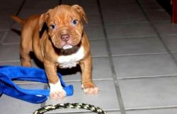 American pit bull terrier puppies champion line