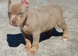 Amazing American Pit Bull Terrier Puppies For Sale