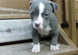 Strong American Pit Bull Terrier Puppies