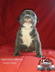 Am. Bully Puppies for sale