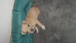 Blue fawn male pup