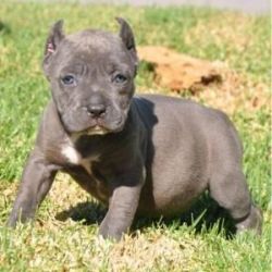 American Pit Bull Terrier Puppies For Adoption