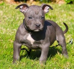 Akc registered Pit Bull Terrier puppies