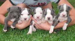 American Pit bull Terrier Puppies