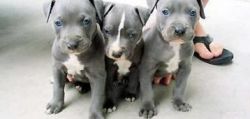 Blue Nose Pitbull Terrier Puppies
