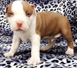 American pit bull terrier puppy