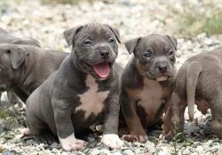 Blue nose American pitbull terrier puppies!