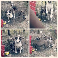 Bluenose Pitbull pups