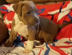 Quality Tiny American Pit Bull Puppies