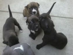 Beautiful Pitbull Puppies !!