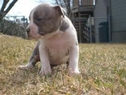11 week old pitbull puppy -