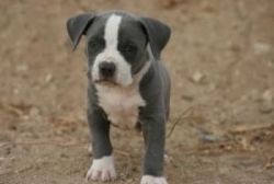 Pitbull terrier puppies for adoption now