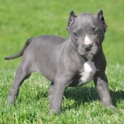 Blue Pitbull Puppies For Sale $150.00