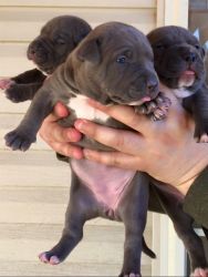 American Pit bull Terrier Puppies Available