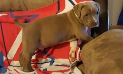 American Pitbull Puppy for Sale