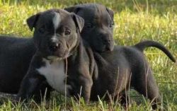 American Pit Bull Terriers Puppies -