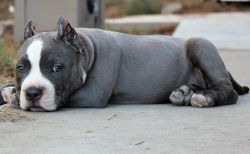 Male and female American Bully Puppy