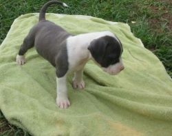Your American Pit Bull Terrier puppies