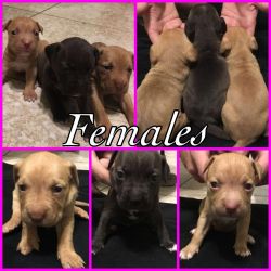 Pit bull puppies need home