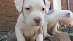 Beautiful Champagne Colored Pitbull Puppies for Sale