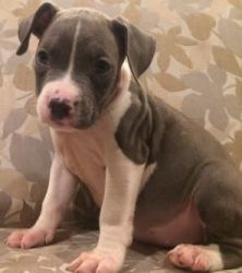 Pit Bull Puppies Blue Nose with Purple Ribbon UKC Papers