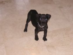 Male apbt pup for sale