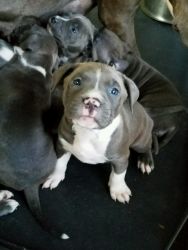 Blue Nose Pitbull Pups