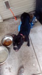 Female Pitbull Looking For New Home
