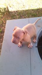 Tri carriers pit bull puppies