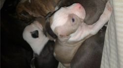 American pit bull terriers for sale with vet check