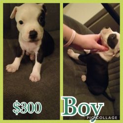 Taking deposits on last couple pitbull pups