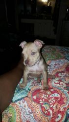 Female Sable Pitbull Puppy Need New Forever Home!!!