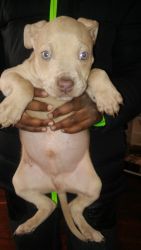 Blue/Sable Pitbull Puppies