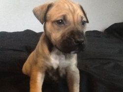 female pitbull pup with A.D.B.A PAPERS