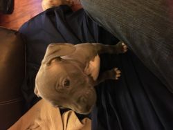 Papered Pit Bull Puppies