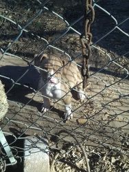 Nice bred Pitbull pups male and female jeep mayday cross