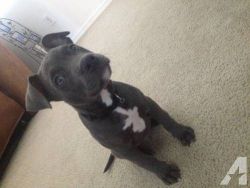Pitbull Beatiful young female to loving home
