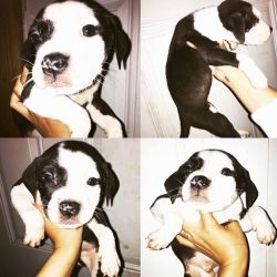 Adorable Pitbull Puppy