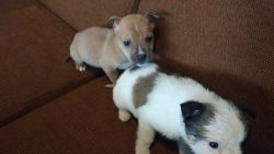 Two puppies for sale