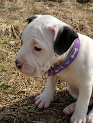 Female pit looking for new home