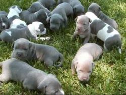 American Pitbull Terrier puppies