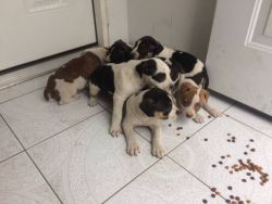 American Pitbull Terrier Puppies for sale
