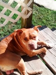 3yr old red nose bringle Pitt terrier