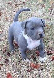 Blue nose American Pit bull puppies