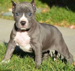 Purebred and Standard American Pit Bull Terrier